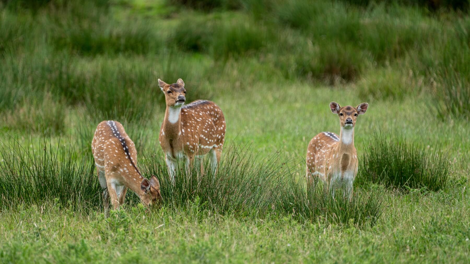 Deer at Knowsley Safari Park